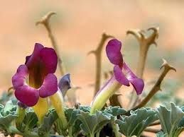 Image result for Harpagophytum procumbens