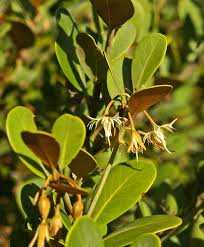 Image result for Mimusops afra