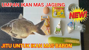 Untuk itu di bawah ini kita akan mempelajari cara membuat umpan ikan mas dengan pelet. Umpan Ikan Mas Jagung Terbukti Ampuh Dan Jitu Youtube