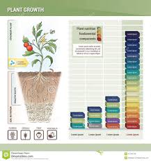 Plant Growth Stock Vector Illustration Of Fertilizing