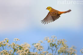 Image result for Inhambanella