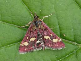 Image result for Pyrausta aurata