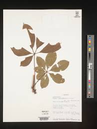 Image result for Bombax rhodognaphalon