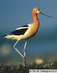 Birds Of A Feather New Vegas American Avocet Coastal Birds Bird Life List Puffins Bird