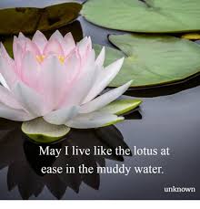 Explore mymediaeric's photos on flickr. 20 Lotus Quotes Ideas Lotus Quotes Lotus Flower