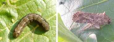 Founded in 2017, but with over 35 years of combined experience, rumble pest solutions of arkansas serves the homes and businesses of northwest arkansas. Lepidopterous Pests Biology Ecology And Management Sciencedirect