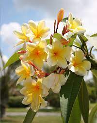 Six flowering trees that add big impact. Frangipani Trees Long Blooming Fragrant Daylilies In Australia