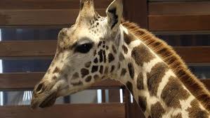 Check spelling or type a new query. V Harkovskom Zooparke Rasskazali Kak Vstretili Zhirafa Gorod H