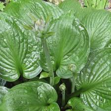 Medium, dark green shiny leaves, good substance, sport of 'whirl wind'. Hosta Second Wind Planting Growing And Cultivation Hosta Second Wind Seeds Types And Varieties Of Hosta Second Wind