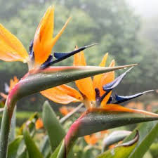 Image result for Strelitzia alba