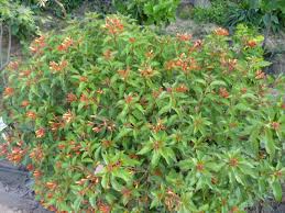 Image result for Hamelia patens