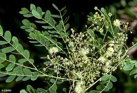 Image result for Albizia procera
