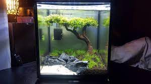 Most 20 gallon aquariums are longer in length than they are in height and width. 2 Gallon Shrimp Tank Aquariums