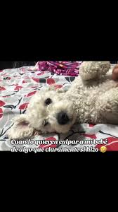 JAJA ES QUE MAYONESA ES TODO UN PERSONAJE 🤣 #viralvideo #mascotas #fyp  #santodomingoecuador