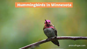 It really helps to know what species of hummingbirds live in minnesota. 7 Species Of Hummingbirds In Minnesota Pictures Info Animal Hype