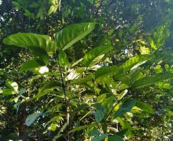 Image result for Oxyanthus pyriformis