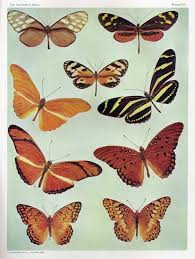Rare Book Collection Of Botanical Butterfly Printables Mariposas Mariposas Pintadas Polilla