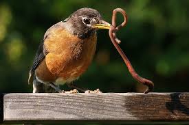 Birds and Worms Simulation Website