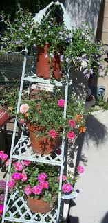 If you are not interested in growing purslane, but just finding the plant and using it, try going to the nature's restaurant online site purslane page.) Purslane And Portulaca Forum Pots Containers And Baskets Garden Org