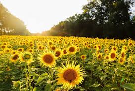 Sunflowers for Wildlife and