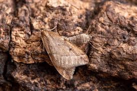 昆虫写真図鑑 ムシミル