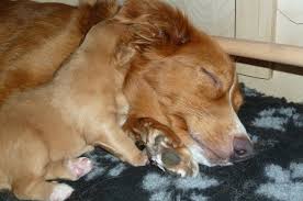 Much like any breed, nova scotia duck tolling retrievers face health issues. Nova Scotia Duck Tolling Retriever Zucht Home