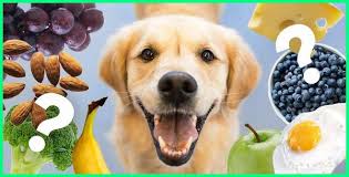 6.pantanganuntuk makan buah pisang (jantung). 30 Sayuran Dan Buah Buahan Yang Boleh Dan Tidak Boleh Dimakan Anjing Dunia Fauna Hewan Binatang Tumbuhan Dunia Fauna Hewan Binatang Tumbuhan