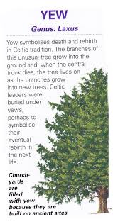 My Family Name Means Yew Tree And I Can T Think Of A More Appropriate Tree To Transform Into With Images Sacred Tree Celtic Tree Tree