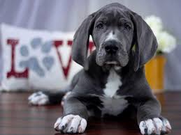I am a awesome dog nothing wrong with. Great Dane Dog Male Blue Merle 2208361 Petland Lewis Center