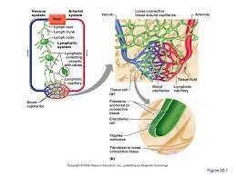 Pin On Anatomy And Physiology