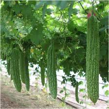 Maybe you would like to learn more about one of these? Balsam Pear Seeds Bitter Gourd Seeds Bitter Melon Semillas Momordica Charantia Seeds Plant For Garden Buy Online In Guernsey At Guernsey Desertcart Com Productid 201023930