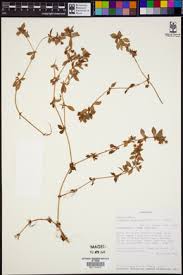 Image result for Crassula alsinoides