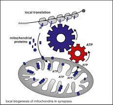 Bu anlamda, kendi ülkenizdeki dominika vatandaşlığının avantajları. Mitochondria Biogenesis In The Synapse Is Supported By Local Translation Biorxiv