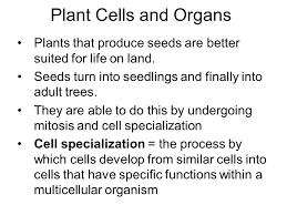 The correct pipetting technique during cell seeding ensures equal distribution and high survial rates by avoid shear stress to cells. Plant Cells And Organs Plants That Produce Seeds Are Better Suited For Life On Land Seeds Turn Into Seedlings And Finally Into Adult Trees They Are Able Ppt Video Online Download