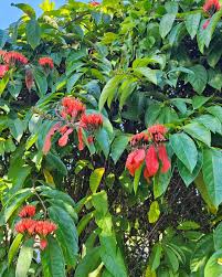Image result for Combretum