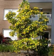 Hymenosporum Flavum Native Frangipani Australian Native Plants Shade Shrubs Outdoor Gardens