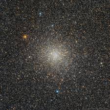 Image result for Scleria globonux