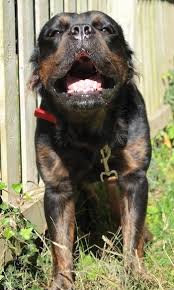 See more of english bulldog on facebook. Mammut Bulldog Dog Breed Information And Pictures