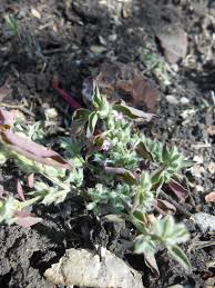 Image result for Dicliptera sp. C