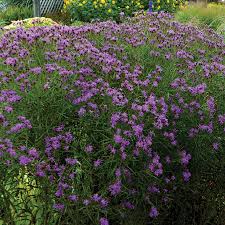 Image result for Vernonia hochstetteri