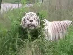 Subscribe to my channel : Kenny Willie Were Born Of A Brother And Sister Who Were Bred To Fulfil The Demand For White Tigers Kenny Had Unusual Facial C White Tiger Tiger Pics Animals