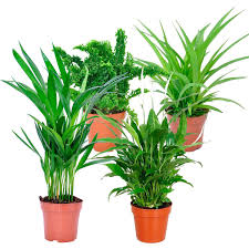 Grunpflanzen Mix Air So Pure In 4 Sorten Hohe Ca 25 30 Cm Topf O Ca 12 Cm Kaufen Bei Obi In 2020 Luft Reinigen Pflanzen Pflanzen Grunpflanzen