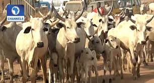 Image result for cattle on airport run way