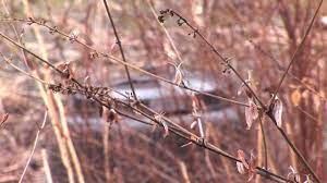 Maybe you would like to learn more about one of these? Pruning A Butterfly Bush Youtube