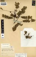 Image result for Rourea coccinea