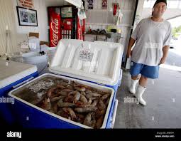 07 May 2010. Westwego, Louisiana. Wayne Hebert of Ruth's seafood at the  Westwego Fish market just outside New Orleans. All seafood prices have  risen 25% in the past 7 days alone as