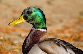 We did not find results for: Feeding Ducks What Do Ducks Eat And What Not To Feed