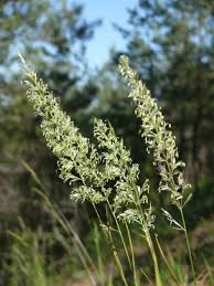 Image result for Koeleria