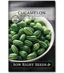 Image result for Cucumis aculeatus