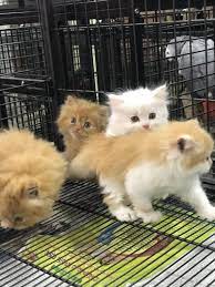 See photos of cute kittens in your area. Pet Shop Near Me Cats Cheap Online